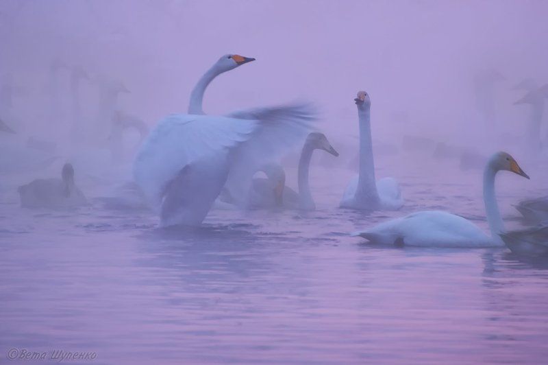 Тысячу раз - нежность...photo preview