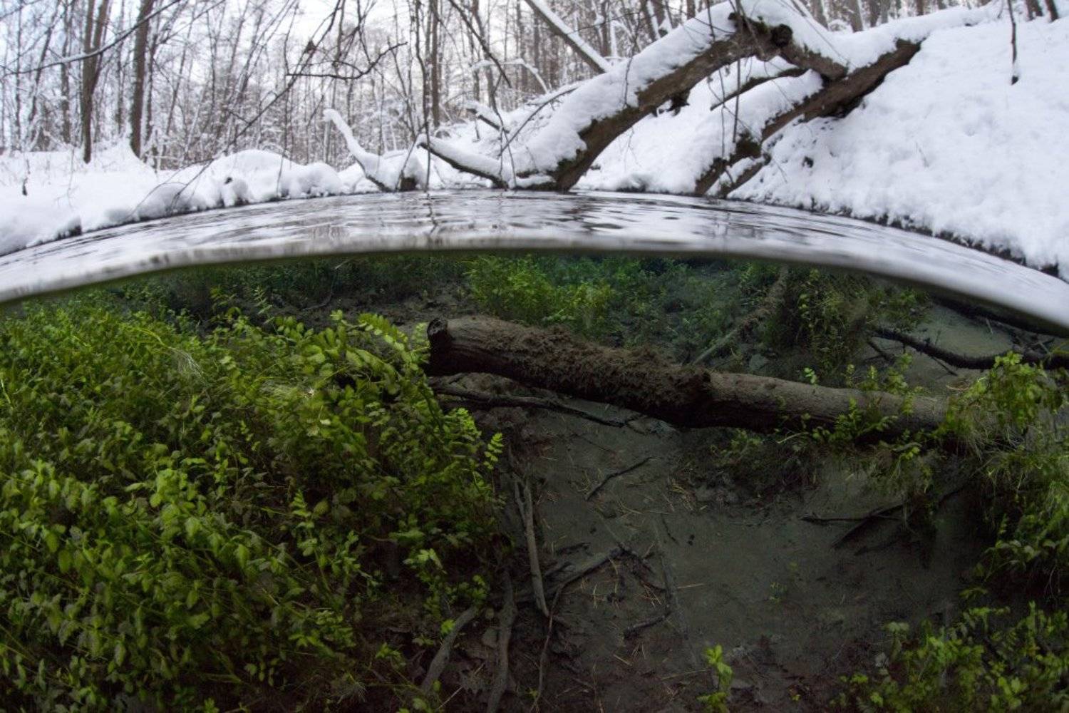 сплит,подводная фотография, Эдуард VTORNIK  Николаев