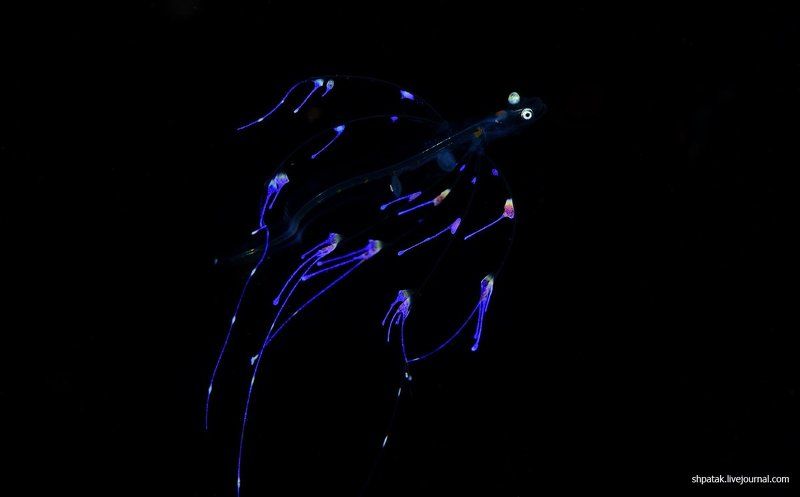 Puerta Galera. Night dive. UFO.photo preview