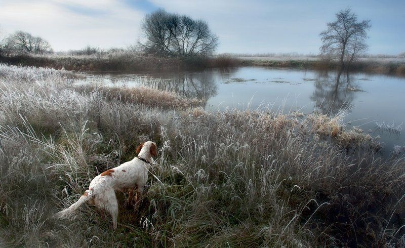 Английски сеттер, Заморозки, Мороз, На охоте с английским сеттером, Охота, Охота с английским сеттером, Саров, Трава, Утро Расставание с осеньюphoto preview