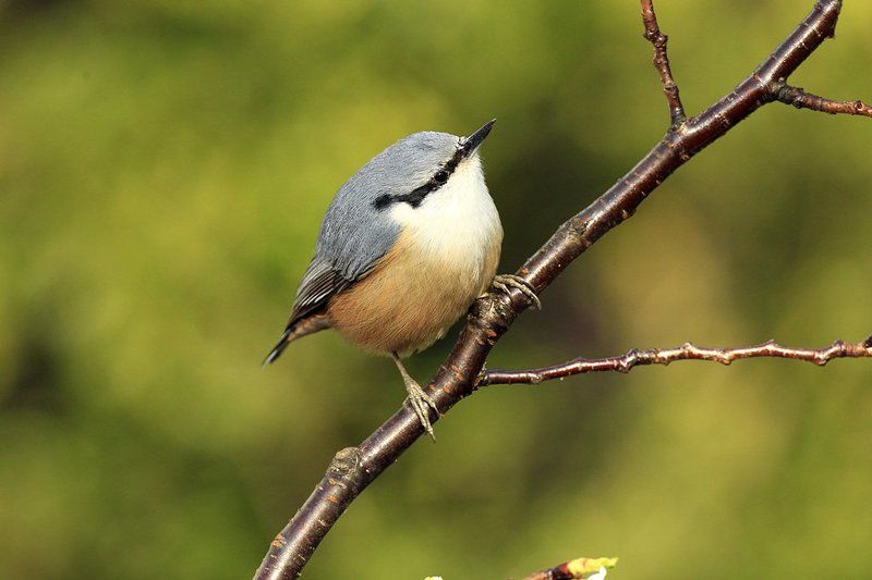 A nuthatchphoto preview