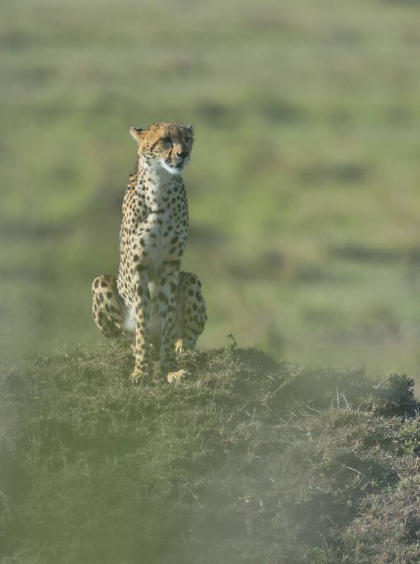 представитель кошачьихphoto preview