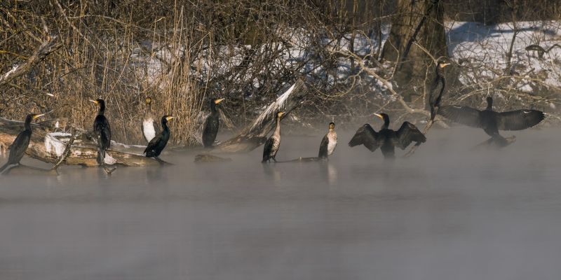 «А теперь слово предоставляется начальнику транспортного цеха...»photo preview