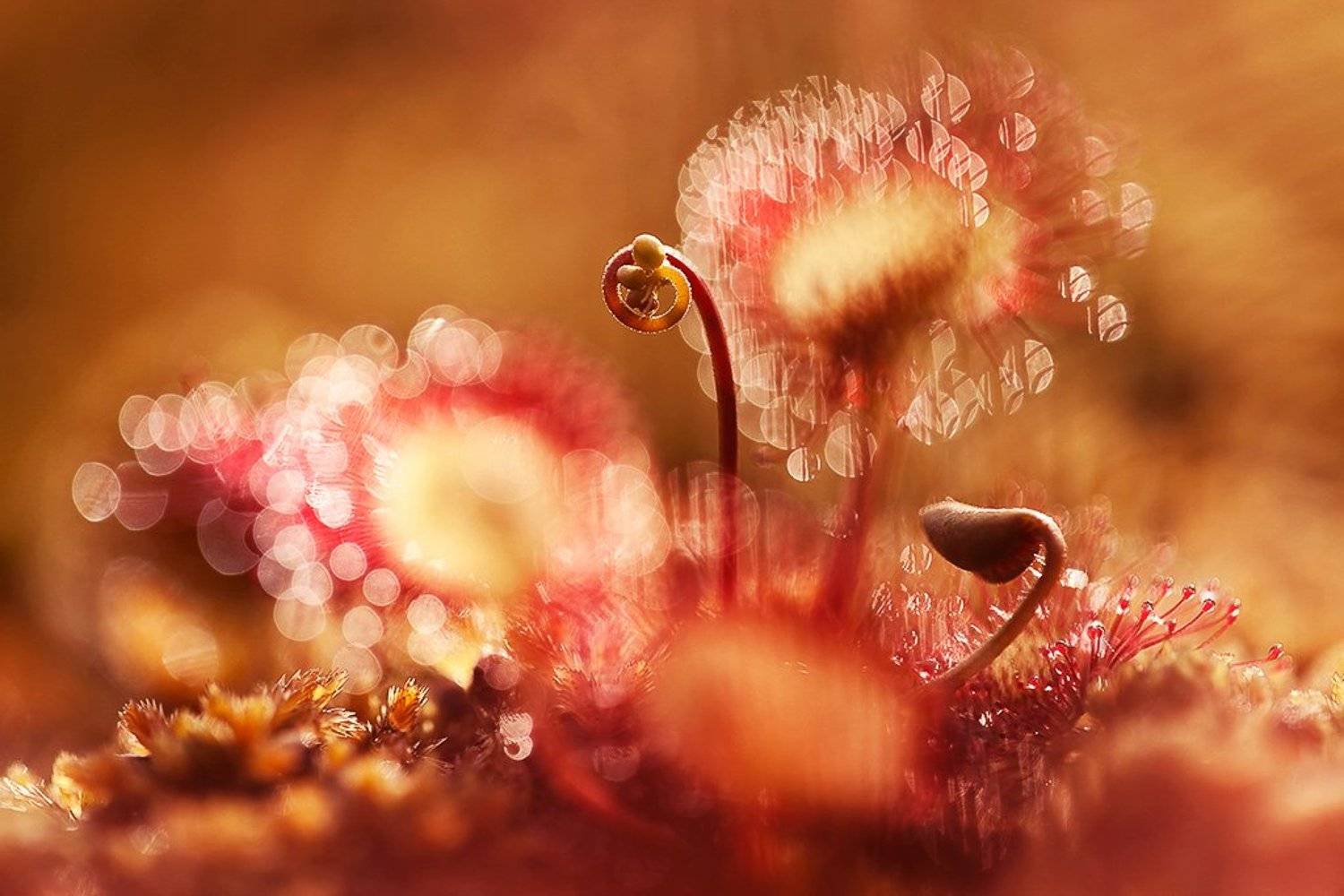 росянка, Юлия Втюрина