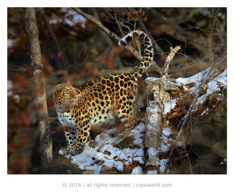 Утренний светphoto preview