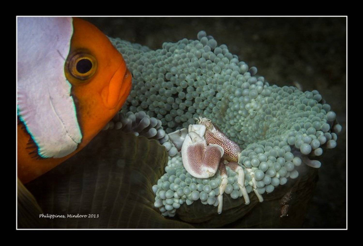 Симбиоз. Автор: denn68 , denn68