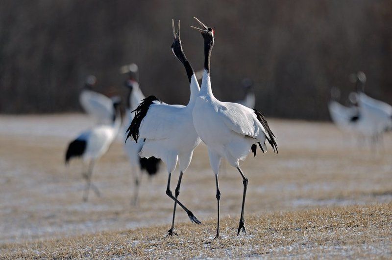 Love storyphoto preview