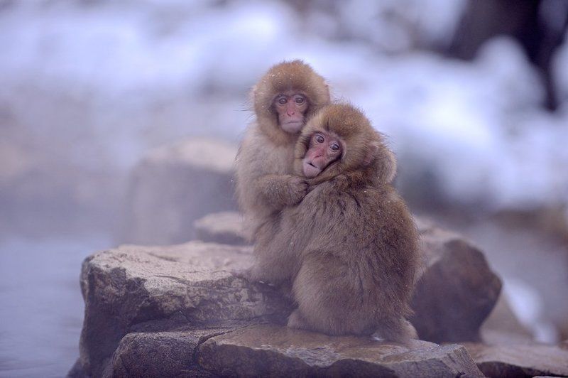 Сиротыphoto preview