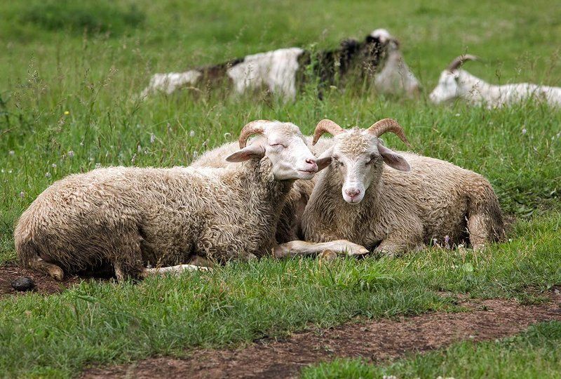 ПопарноКопытныеphoto preview