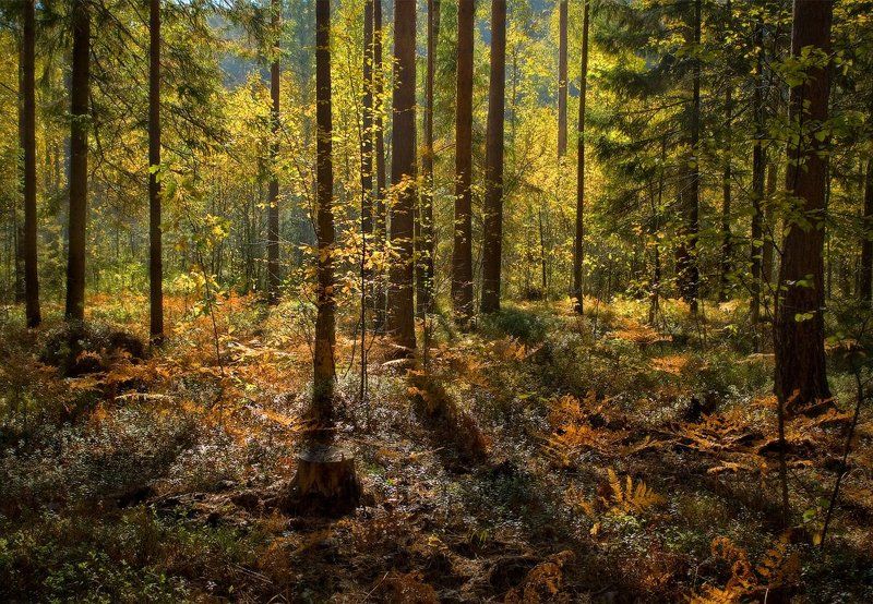 Осенний калейдоскопphoto preview