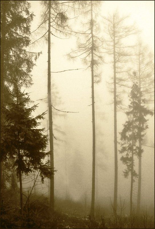 Туманная серия 2 (12)photo preview