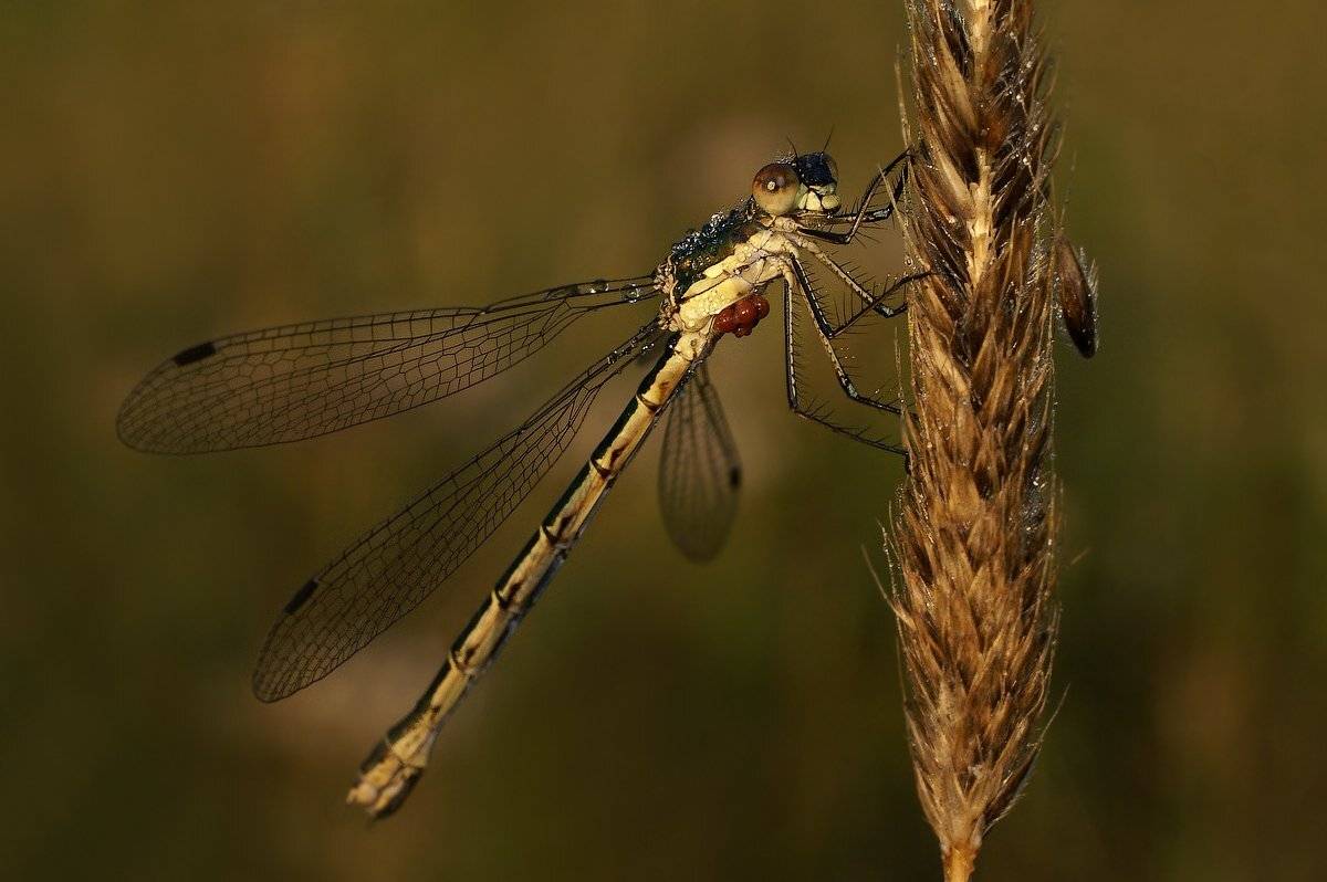 Утренняя. Автор: Ирина Фурашова , Ирина Фурашова