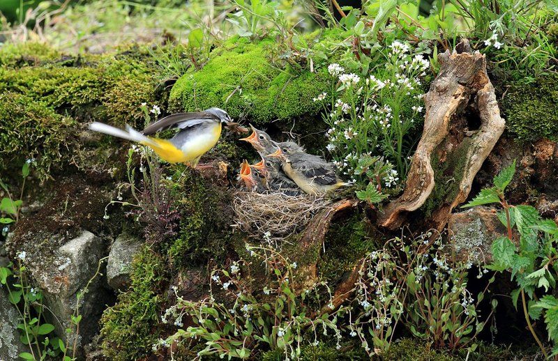 a wagtailphoto preview