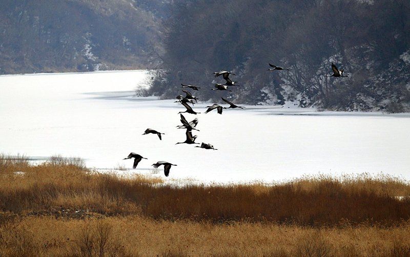 To roostphoto preview