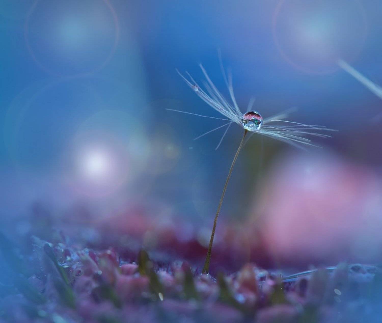 Little World... Автор: Juliana Nan Closeup, Dandelion, Drop, Macro, Water, Juliana Nan