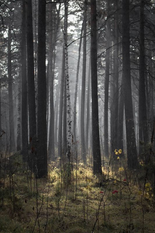 лес, береза, дымка, свет лесphoto preview