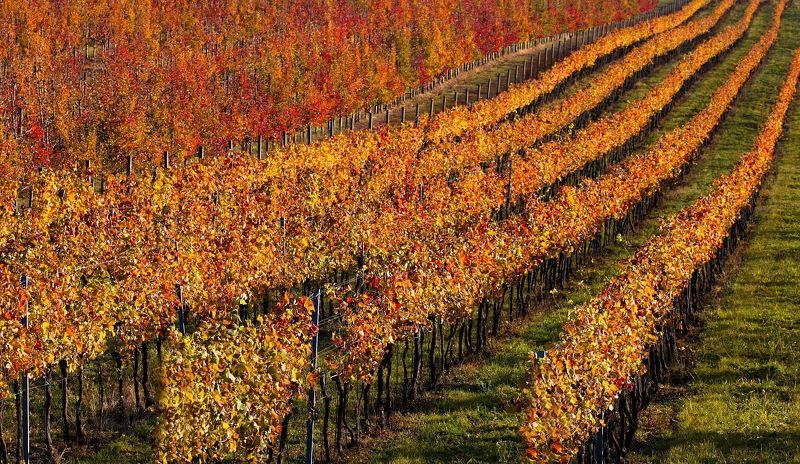 Vineyards and orchardsphoto preview