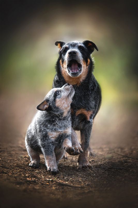 австралийскийхилер., щенок Щенкиphoto preview