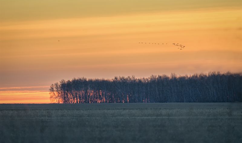 степь, утро, зарево, конец октября, клин гусей, Степь, солнце просыпается..photo preview