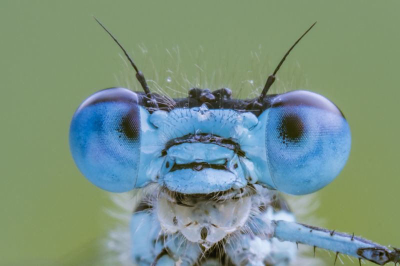 Blue eyesphoto preview