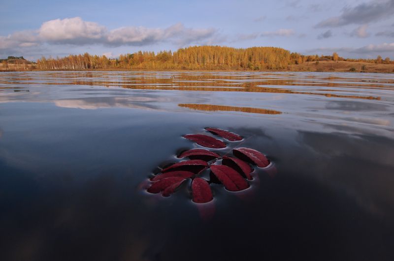 осень, пейзаж, листок, природа, озеро, россия, берёзы,изборск, озеро городищенское. photo preview