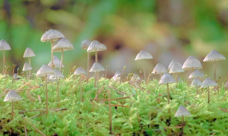 macro, mushrooms, forest, nature, moss, morning, light, autumn 2021, mycology Forest umbrellasphoto preview