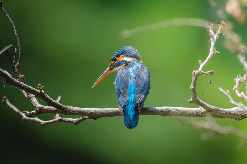 birds Waitingphoto preview