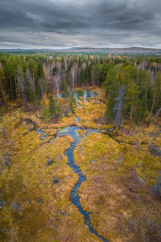 осень лес тучи болото урал Конец осениphoto preview