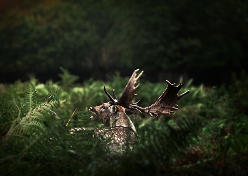 roooah Fern Kingphoto preview