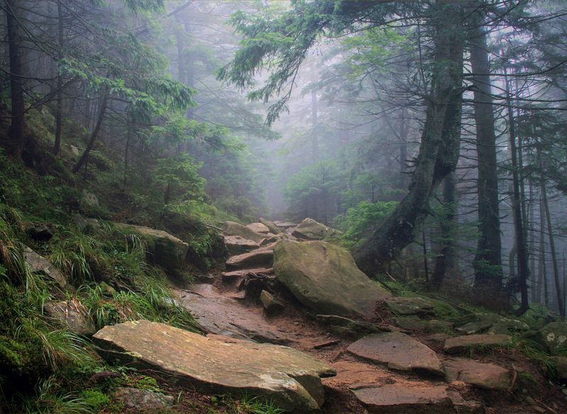 В заповедном лесуphoto preview