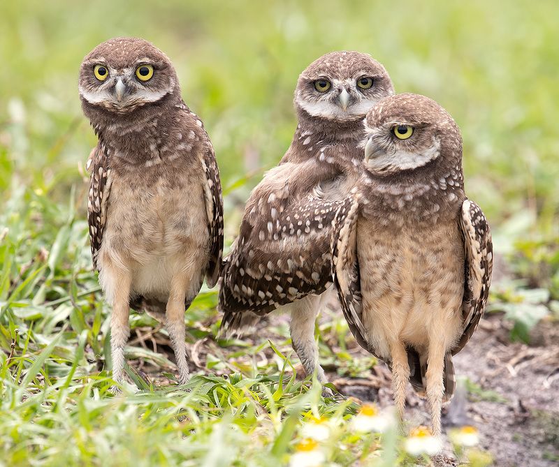 кроличий сыч, florida, burrowing owl, owl, флорида,сыч Сычики - Burrowing Owletphoto preview