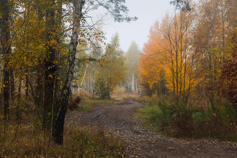 луг осень октябрь туман Застыла грусть в рассвете этомphoto preview