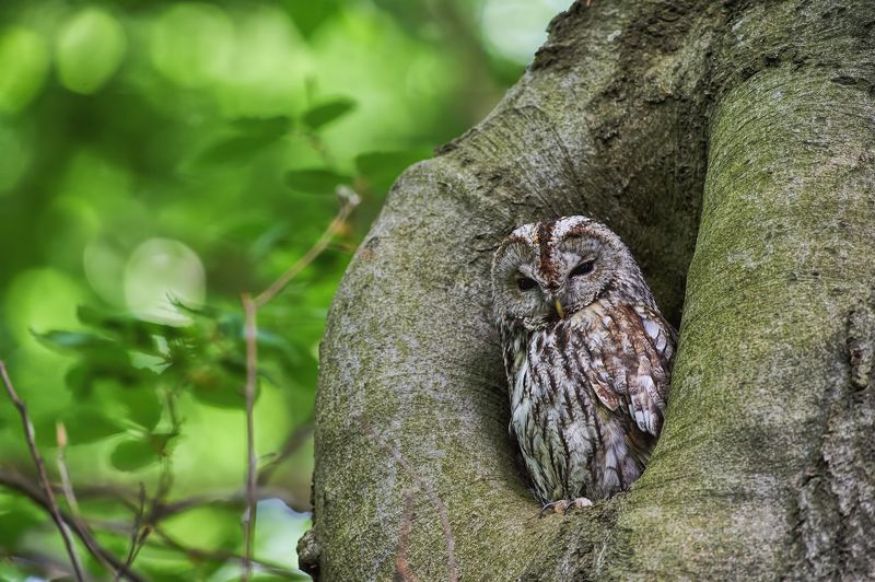 nature, wildlife, birds, owls ***photo preview