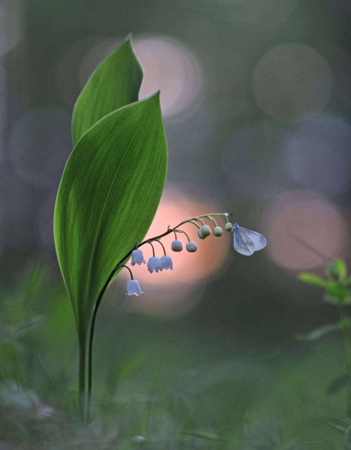 Снова замерло все до рассвета.... Автор: Александр Гвоздь закат, ландыш, бабочка, Александр Гвоздь