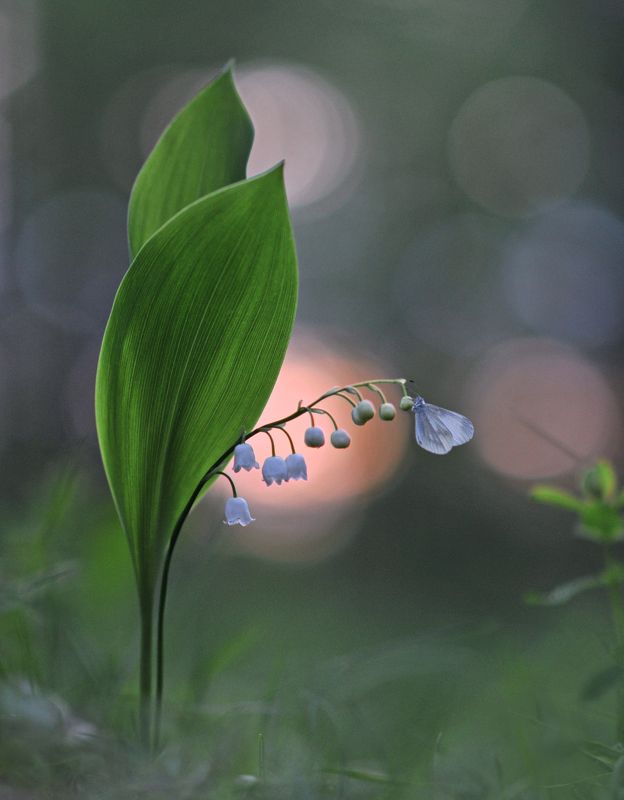 закат, ландыш, бабочка Снова замерло все до рассвета... фото превью