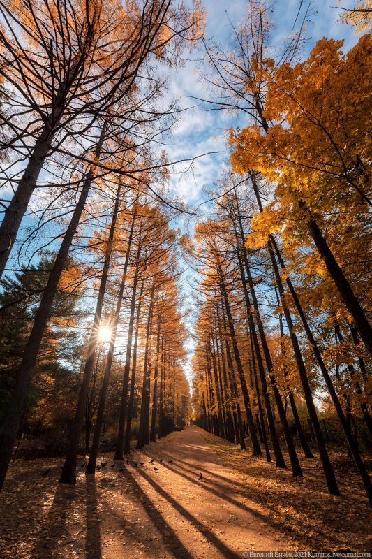 воронеж, осень, 2021, дендрарий Осенняя весна! фото превью