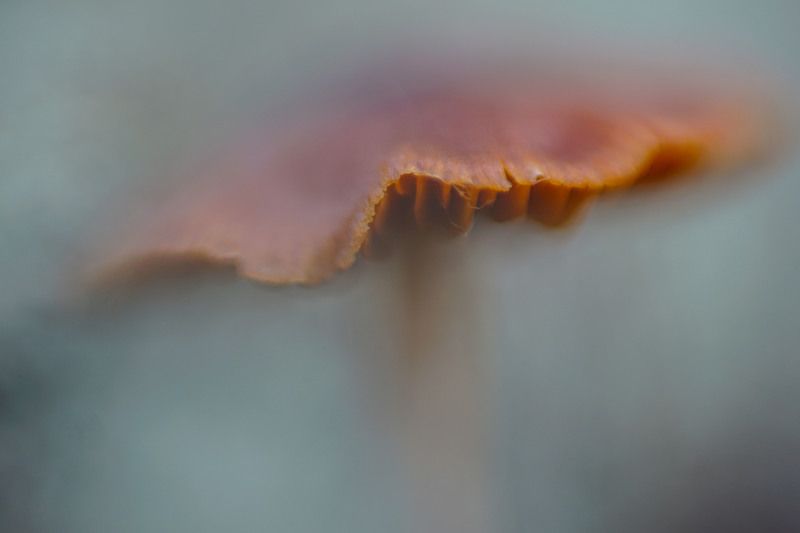 гриб поганка лес макро Живописные поганкиphoto preview