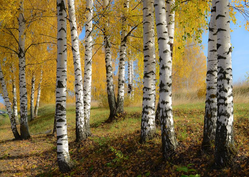 осень, природа, тишина, россия, подмосковье Золотая осень.photo preview