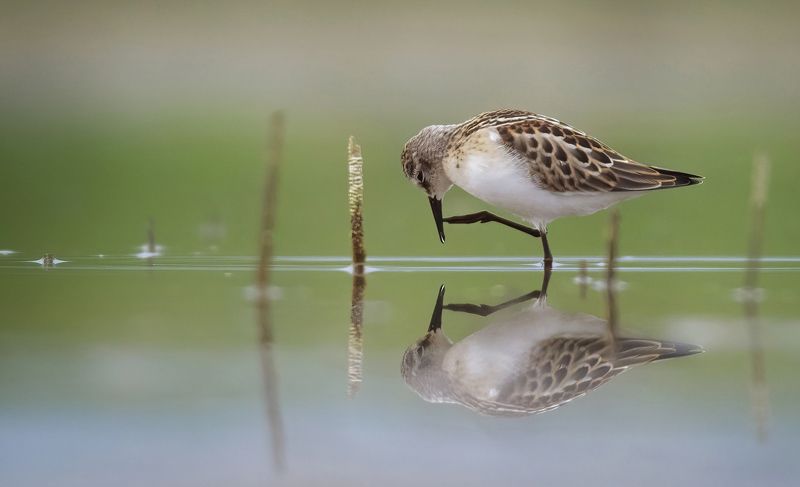 Calidris minutaphoto preview