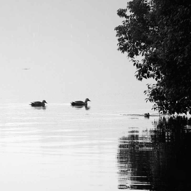 #photography #Black&White #monochrome A hundred years of lonelinessphoto preview