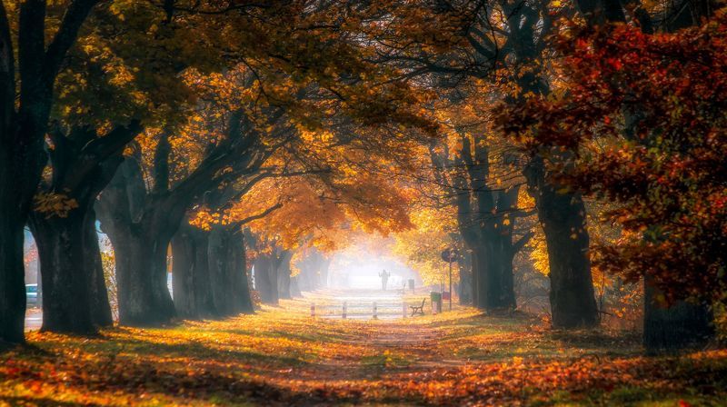 autumn 2021, avenue, trees, maples, bench, road, autumn leaves, light, fog, morning, October 2021 Autumn colored trees in the morning lightphoto preview