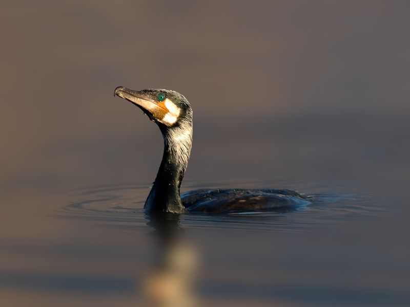 На рассвете фото превью