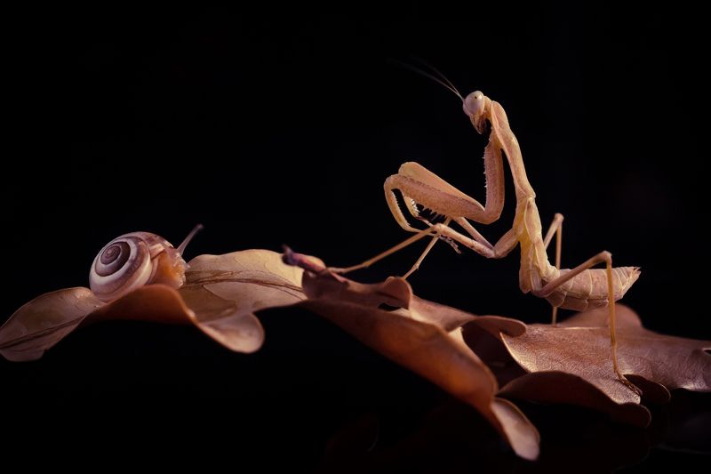 богомол, улитка, макро, животные, осень, snail, mantis Богомол vs Улиткаphoto preview