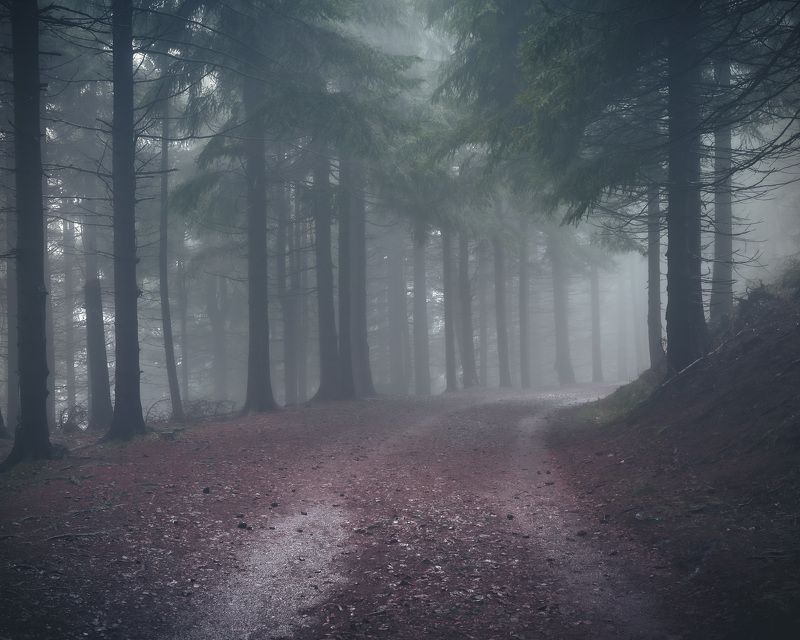 majestic, forest, autumn, fog, trees, rain, nikon, mountains Deep in the forestphoto preview