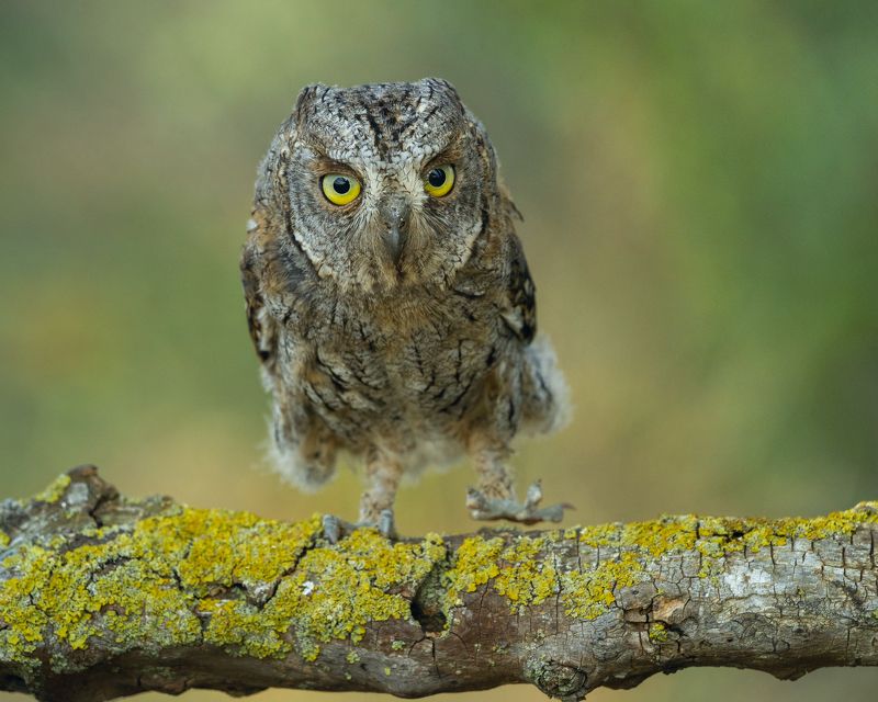 #сова#сплюшка#птица Лесовичокphoto preview