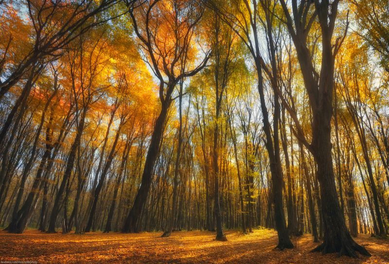 Осеннее настроениеphoto preview