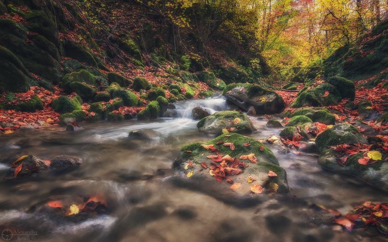 мишоко Сквозь листопадphoto preview