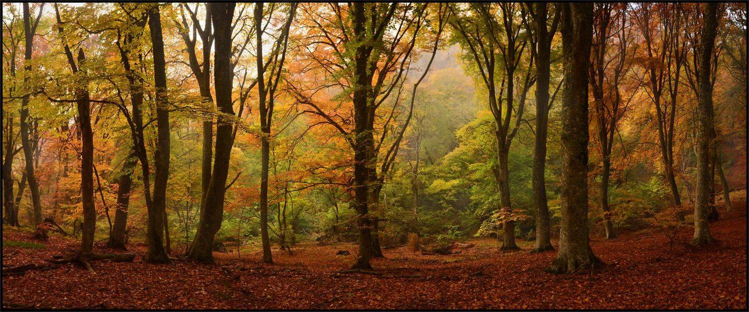 Театр осени. Автор: Владимир Метцгер , Владимир Метцгер