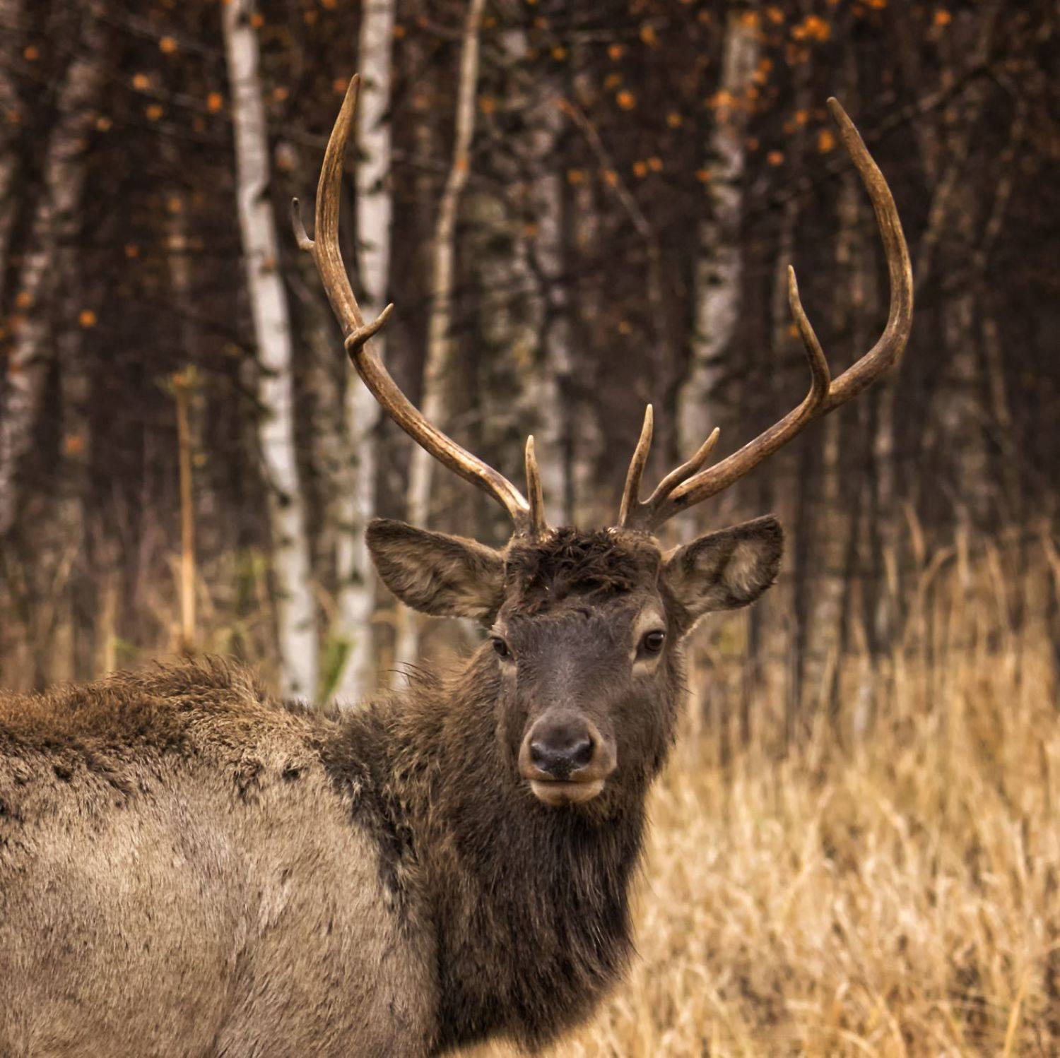 Красавец-олень.. Автор: Анатолий Салтыков олень,фотоохота., Анатолий Салтыков