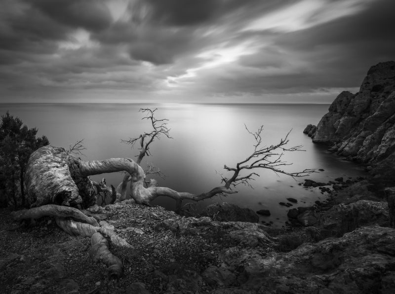 Вечерние монстры Нового Света.photo preview